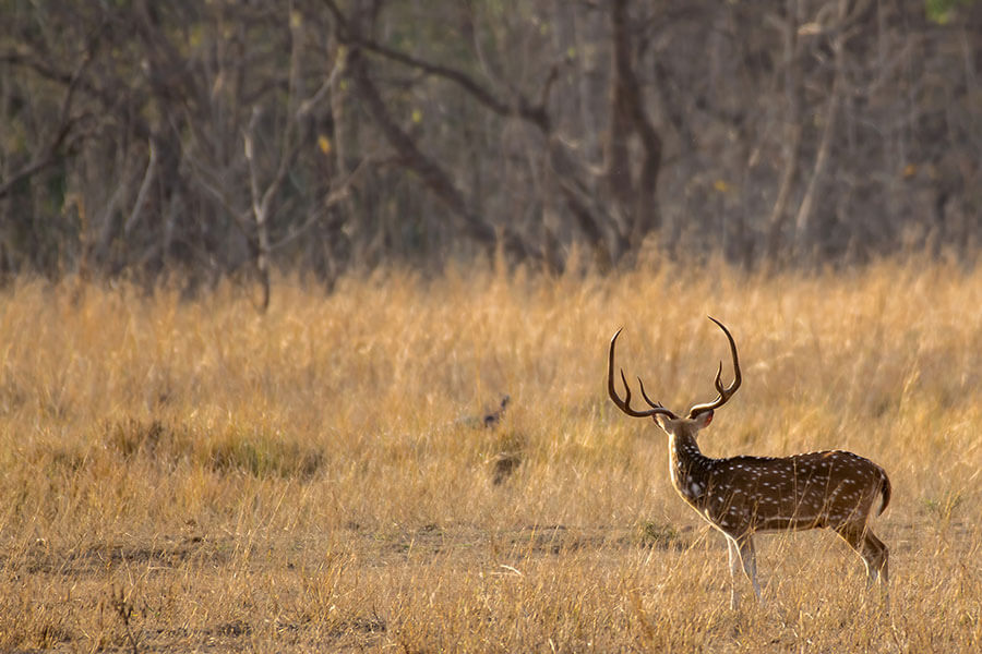 Rancho-Salvaje-Safaris-Axis-Deer-10