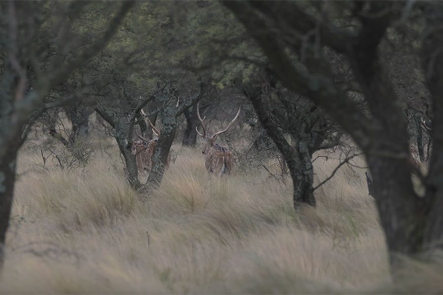Rancho-Salvaje-Safaris-Axis-Deer-11
