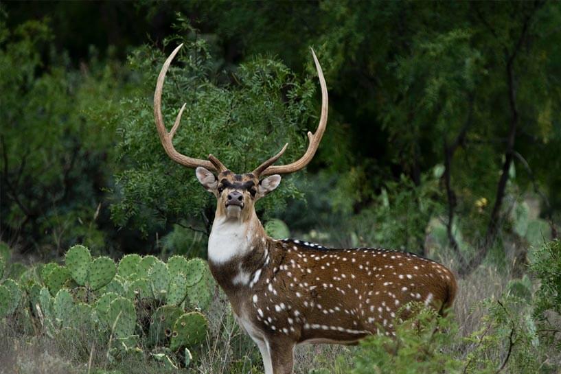 Axis-Deer