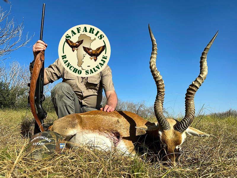 Rancho-Salvaje-Safaris-Blackbuck-11