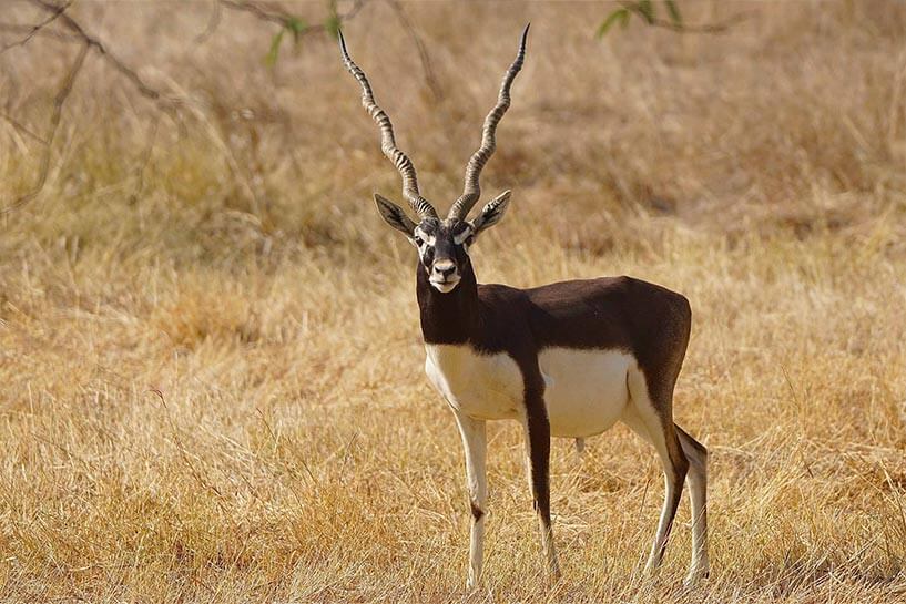 Blackbuck