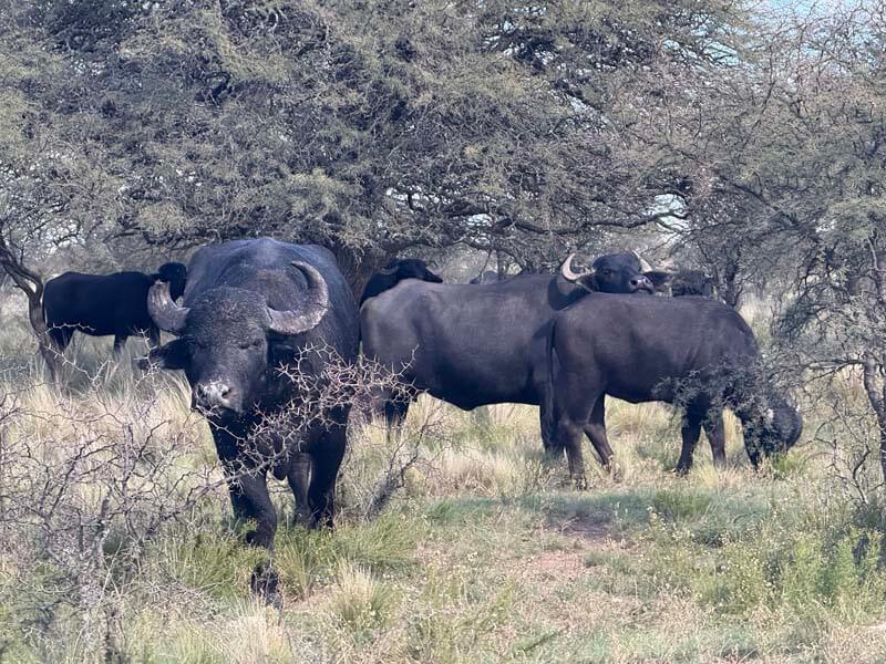 Rancho-Salvaje-Safaris-Buffalo-16