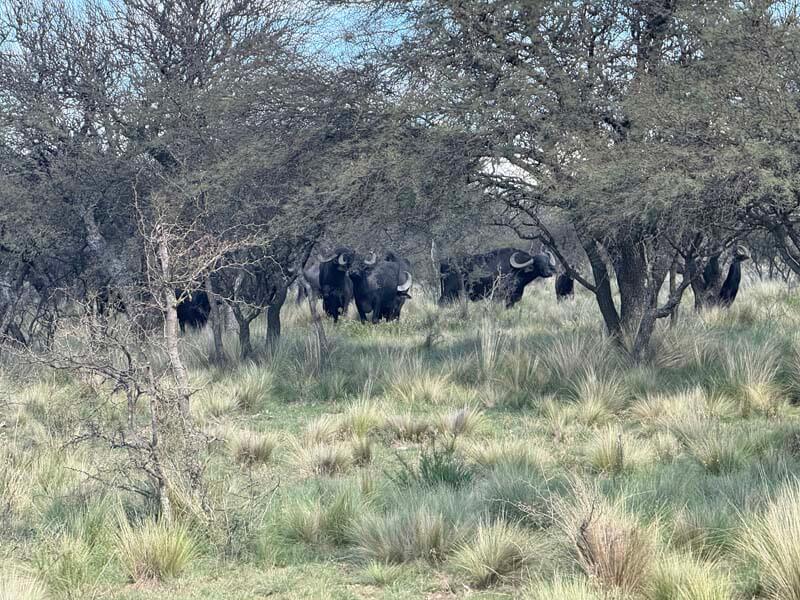 Rancho-Salvaje-Safaris-Buffalo-17