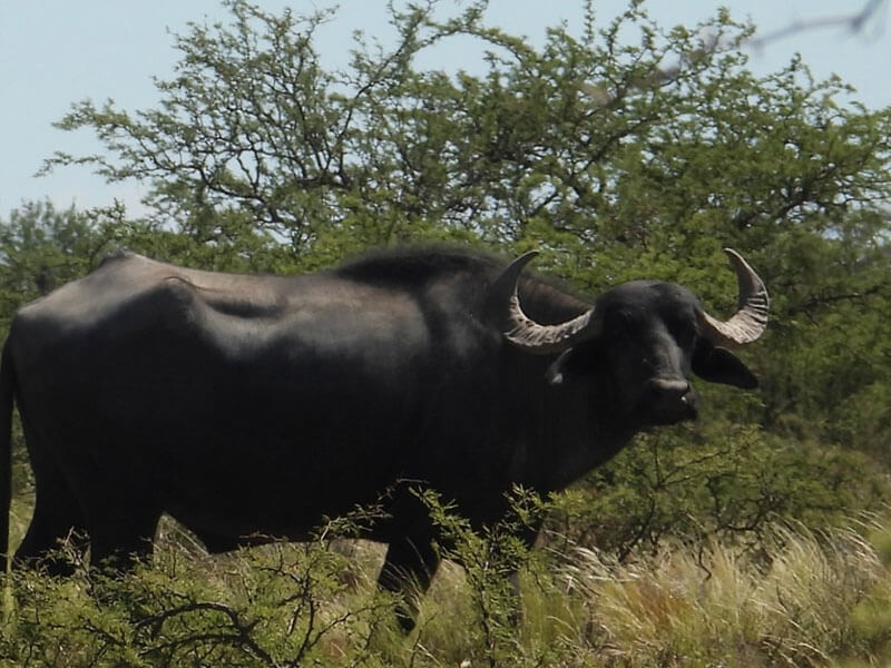 Rancho-Salvaje-Safaris-Buffalo-18