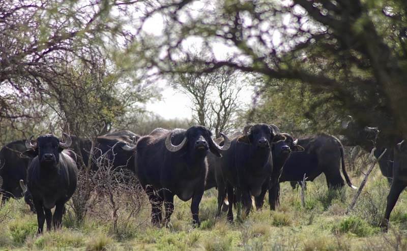 Rancho-Salvaje-Safaris-Buffalo-19