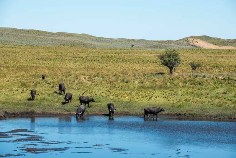 Rancho-Salvaje-Safaris-Buffalo-20