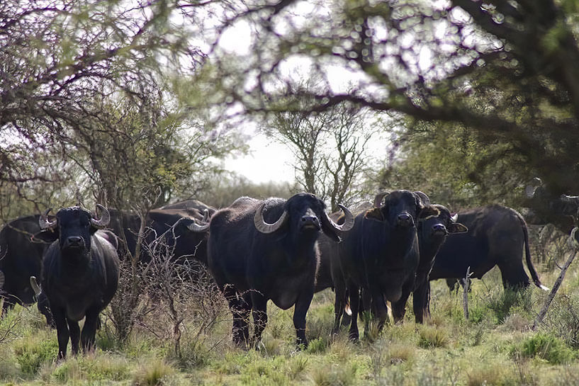 Rancho-Salvaje-Safaris-Buffalo