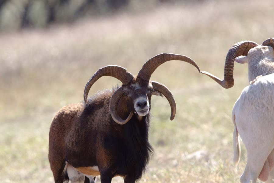 Rancho-Salvaje-Safaris-Exotic-14