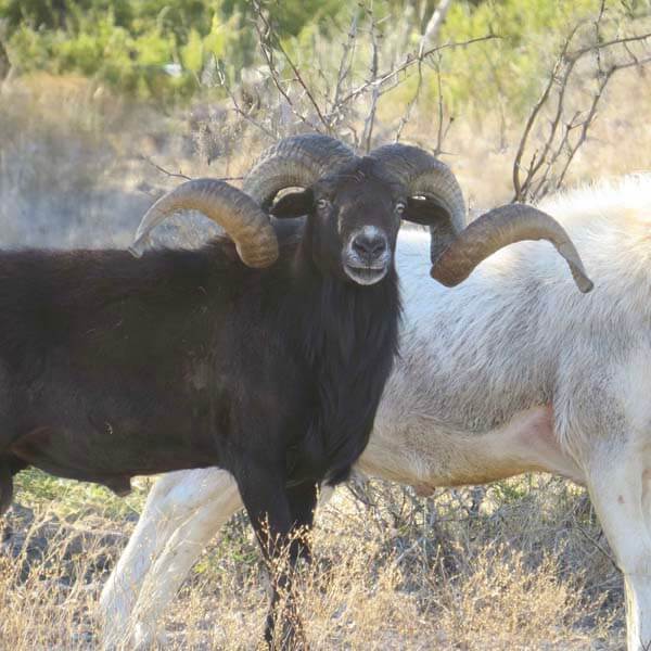 Rancho-Salvaje-Safaris-Exotic-15