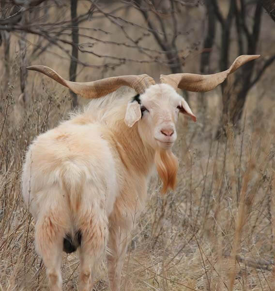 Rancho-Salvaje-Safaris-Exotic-16