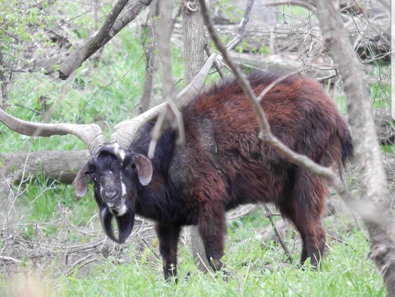 Rancho-Salvaje-Safaris-Exotic-17
