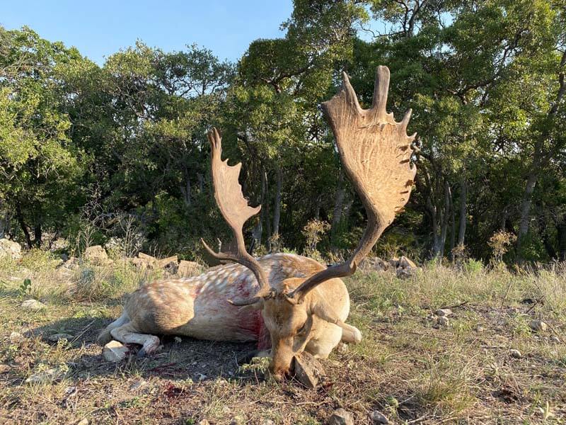 Rancho-Salvaje-Safaris-Fallow-Deer-1