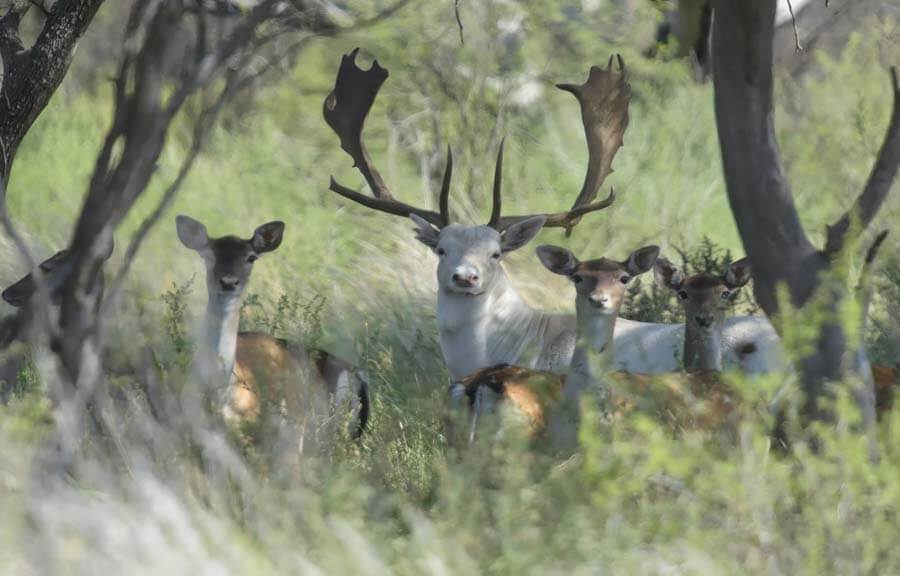 Rancho-Salvaje-Safaris-Fallow-Deer-10