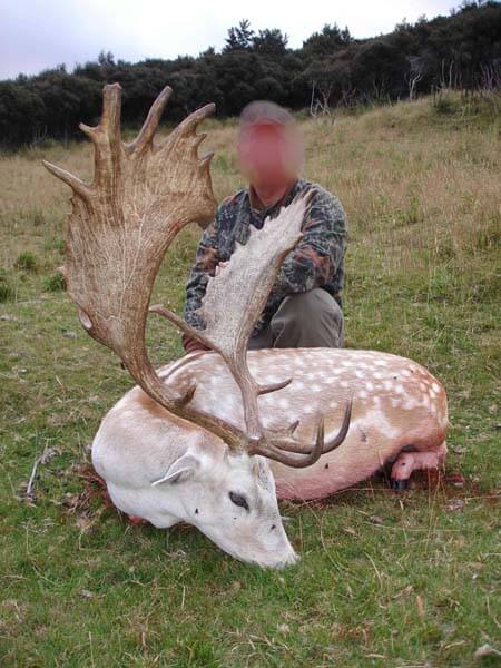 Rancho-Salvaje-Safaris-Fallow-Deer-11