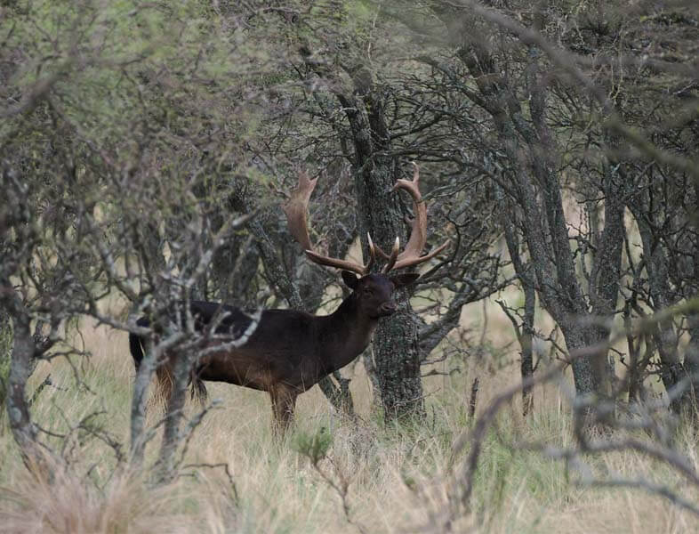 Rancho-Salvaje-Safaris-Fallow-Deer-12