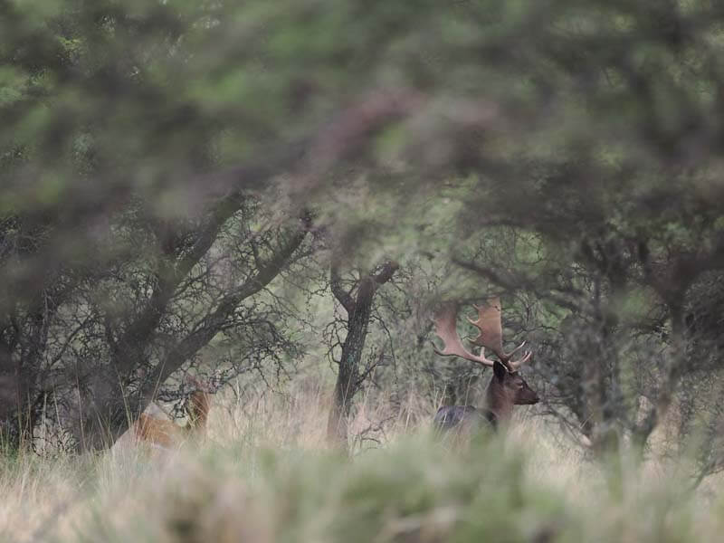 Rancho-Salvaje-Safaris-Fallow-Deer-13