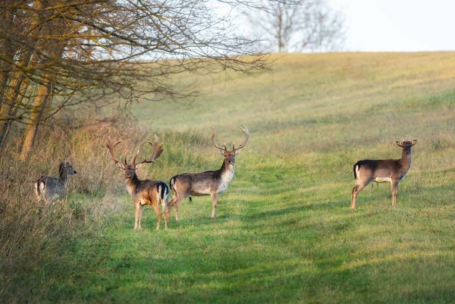 Rancho-Salvaje-Safaris-Fallow-Deer-14