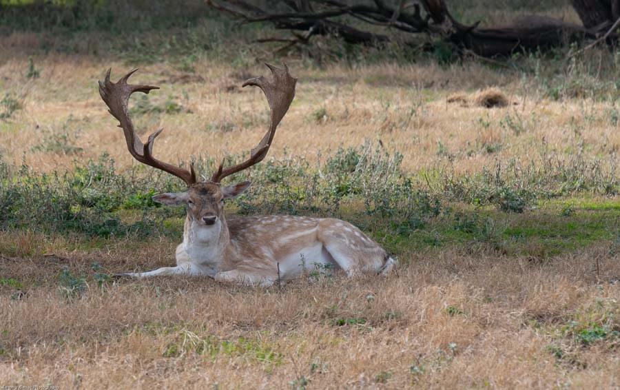 Rancho-Salvaje-Safaris-Fallow-Deer-15