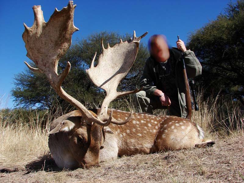 Rancho-Salvaje-Safaris-Fallow-Deer-17