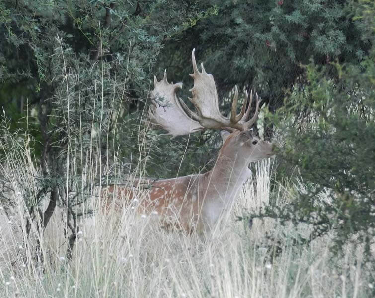 Rancho-Salvaje-Safaris-Fallow-Deer-18