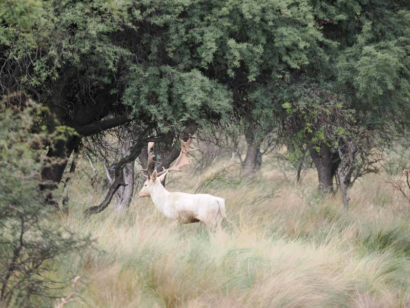 Rancho-Salvaje-Safaris-Fallow-Deer-3