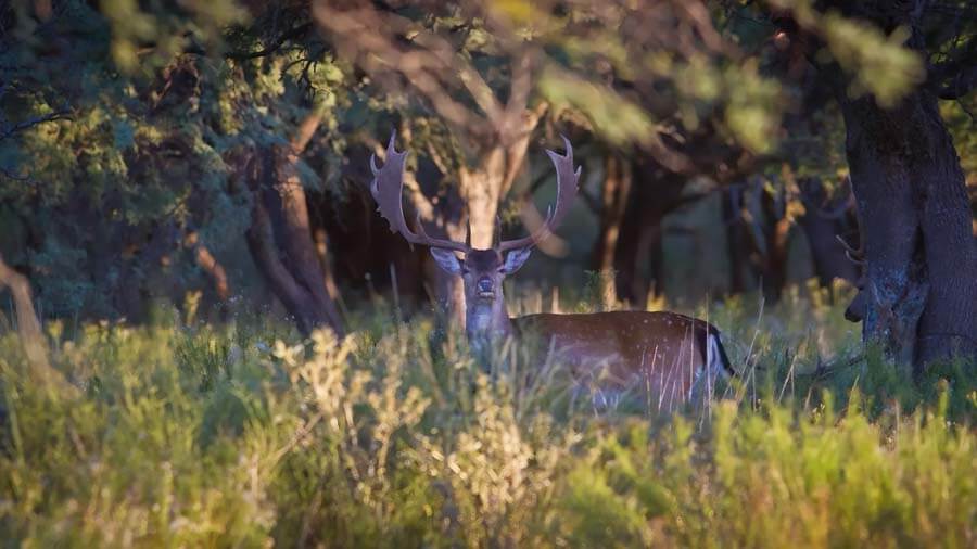 Rancho-Salvaje-Safaris-Fallow-Deer-4