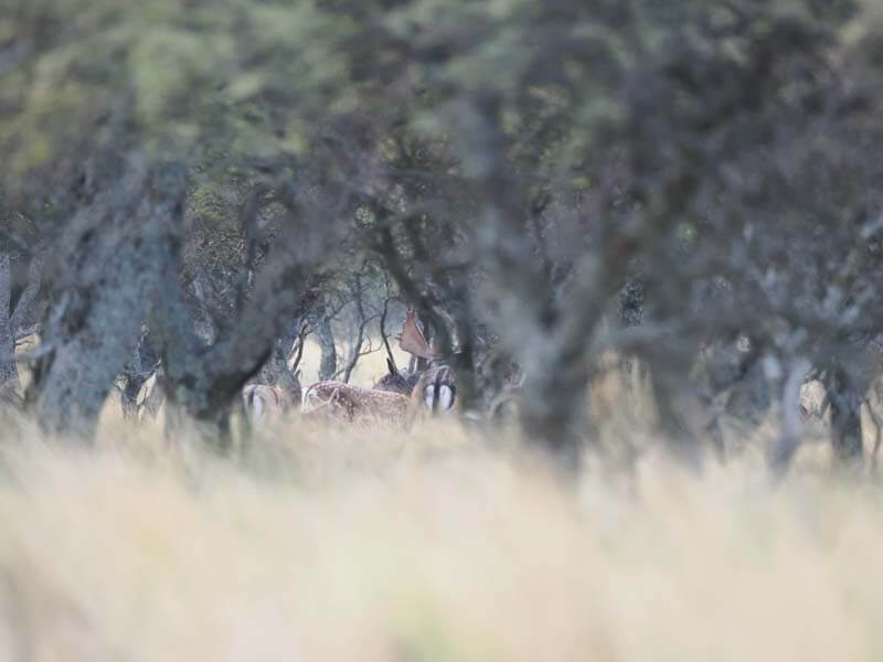 Rancho-Salvaje-Safaris-Fallow-Deer-8