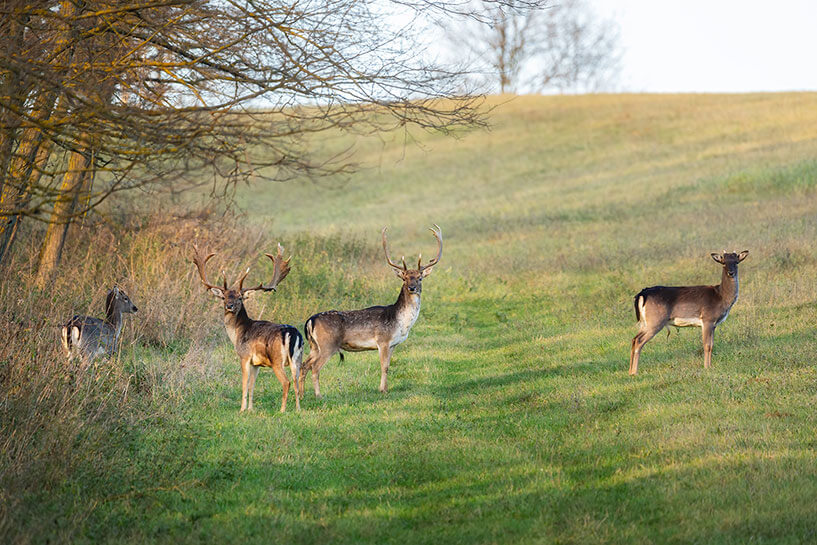 Fallow-Deer