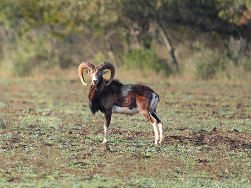 Rancho-Salvaje-Safaris-Muflon-13
