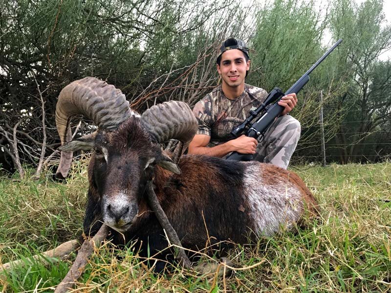 Rancho-Salvaje-Safaris-Muflon-2