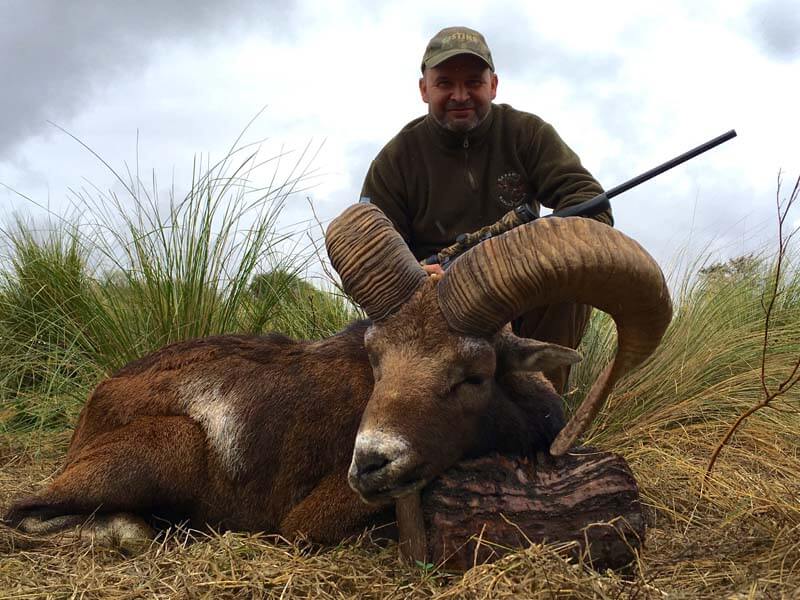 Rancho-Salvaje-Safaris-Muflon-3