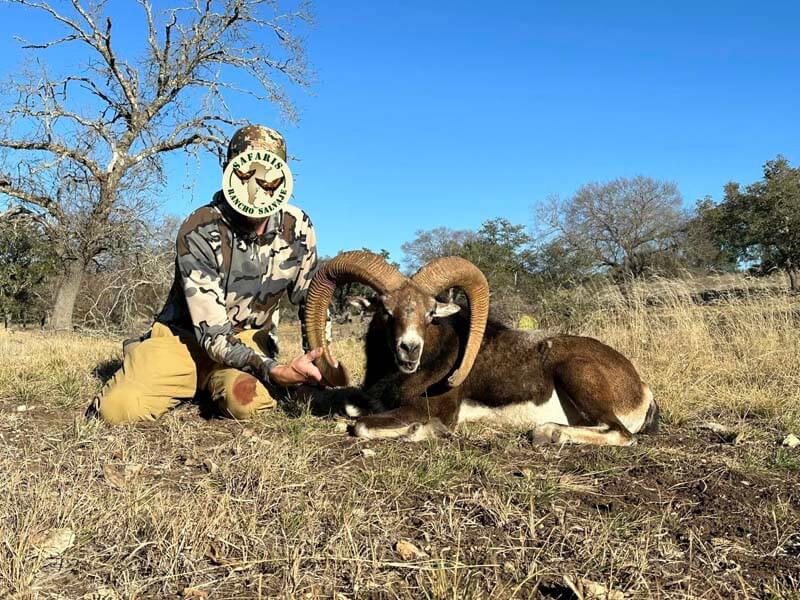 Rancho-Salvaje-Safaris-Muflon-4