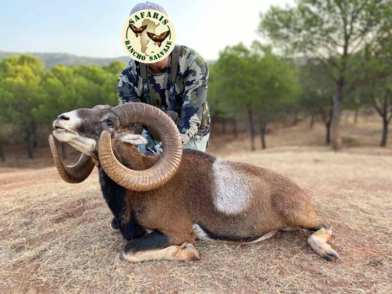 Rancho-Salvaje-Safaris-Muflon-5