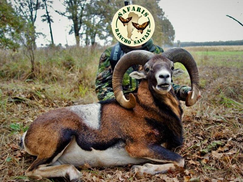 Rancho-Salvaje-Safaris-Muflon-6