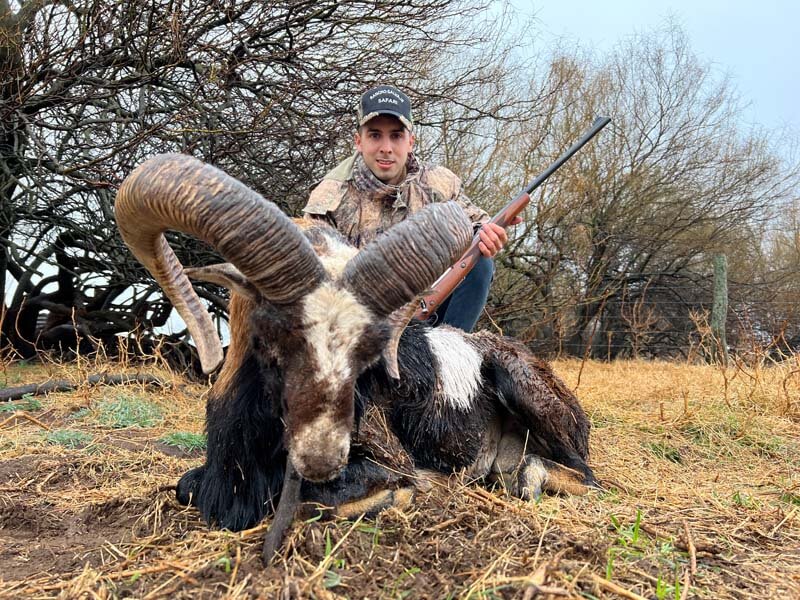 Rancho-Salvaje-Safaris-Muflon-7