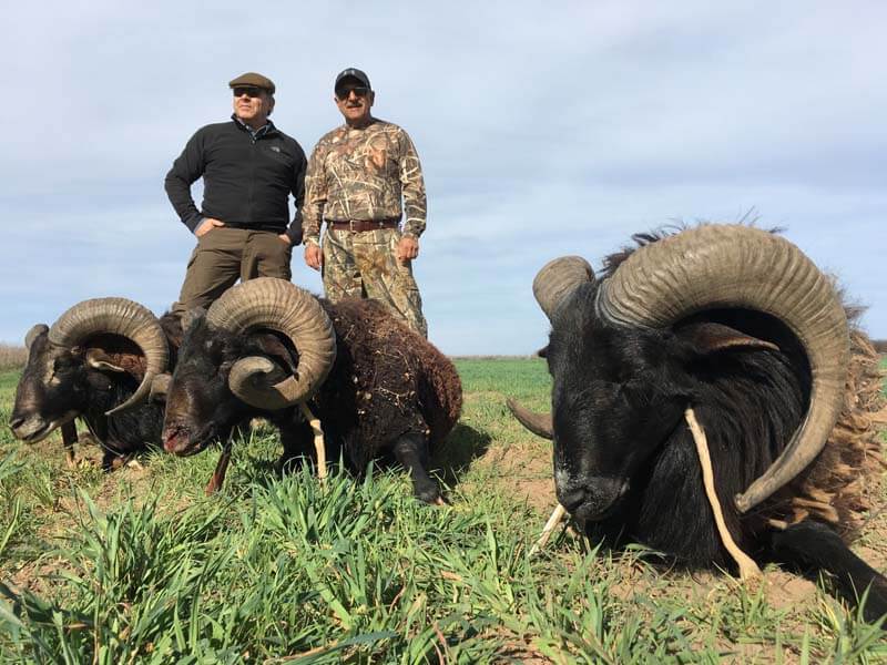 Rancho-Salvaje-Safaris-Muflon-8