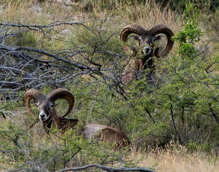 Rancho-Salvaje-Safaris-Muflon-9