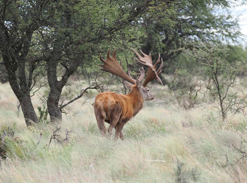 Rancho-Salvaje-Safaris-Patagonia-Red-Stag-1