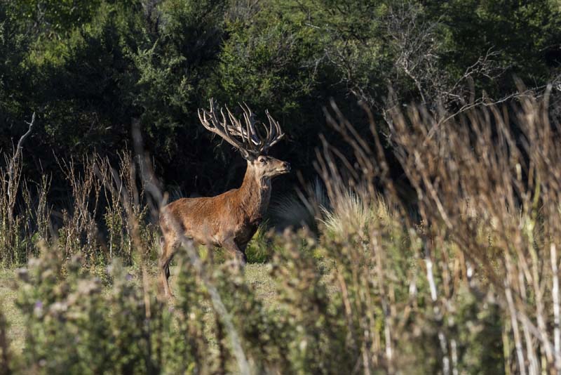 Rancho-Salvaje-Safaris-Patagonia-Red-Stag-10