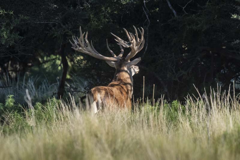 Rancho-Salvaje-Safaris-Patagonia-Red-Stag-11