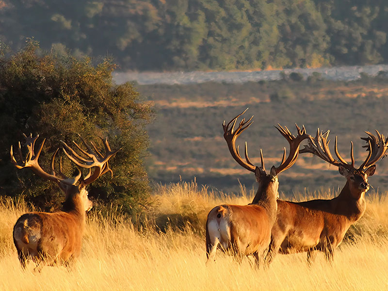Rancho-Salvaje-Safaris-Patagonia-Red-Stag-12