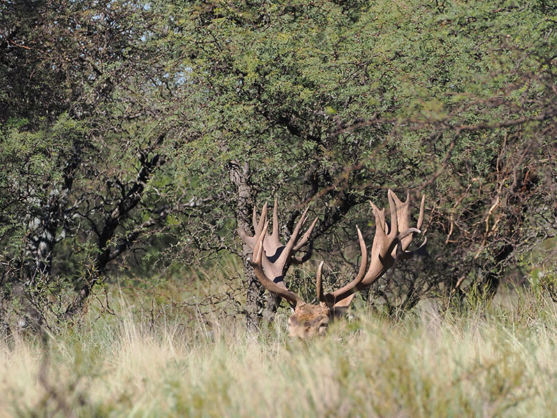 Rancho-Salvaje-Safaris-Patagonia-Red-Stag-2
