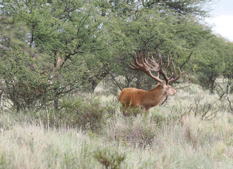 Rancho-Salvaje-Safaris-Patagonia-Red-Stag-3