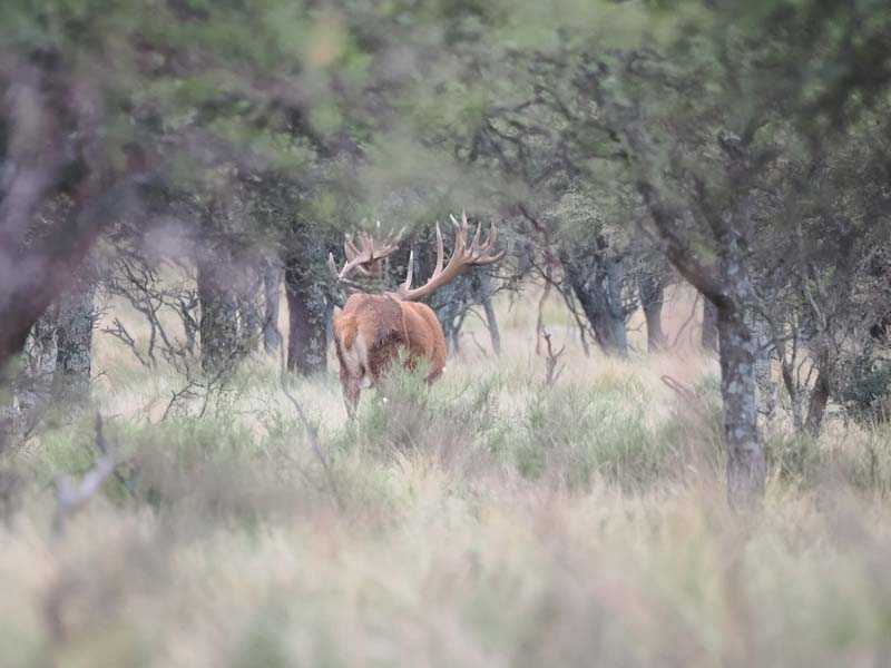 Rancho-Salvaje-Safaris-Patagonia-Red-Stag-4
