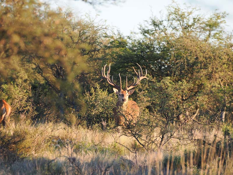 Rancho-Salvaje-Safaris-Patagonia-Red-Stag-5