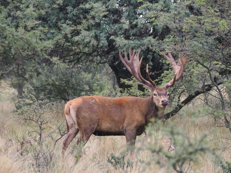 Rancho-Salvaje-Safaris-Patagonia-Red-Stag-6