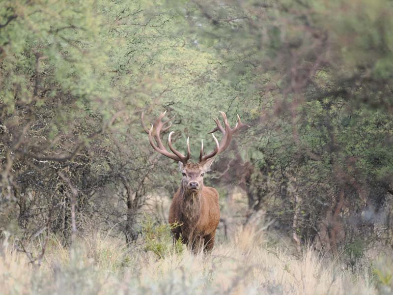 Rancho-Salvaje-Safaris-Patagonia-Red-Stag-7