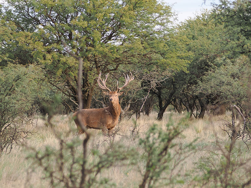 Rancho-Salvaje-Safaris-Patagonia-Red-Stag-8