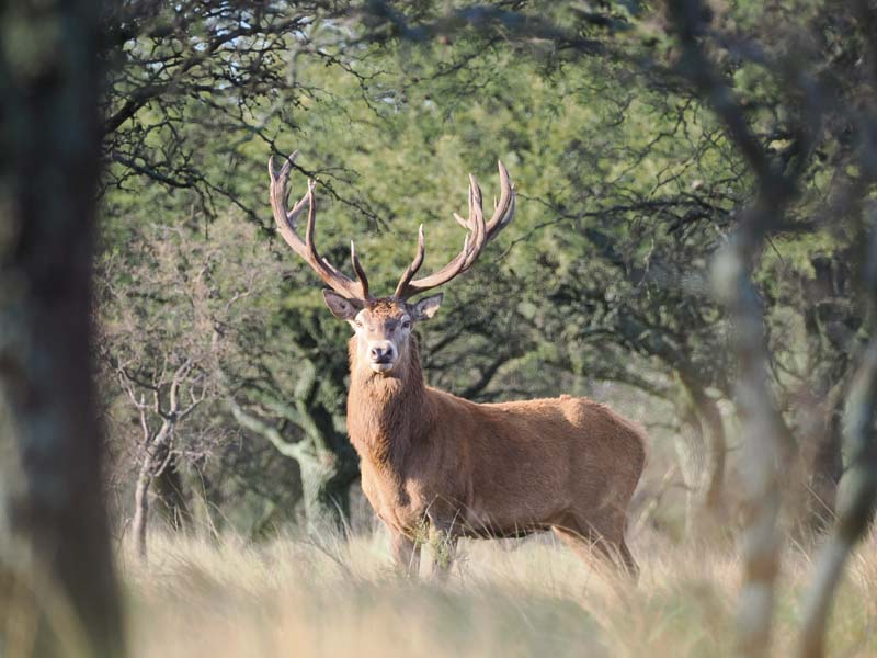 Rancho-Salvaje-Safaris-Patagonia-Red-Stag-9