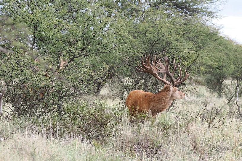 Rancho-Salvaje-Safaris-Patagonia-Red-Stag